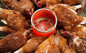 爭取免徵營業稅延長　陳吉仲：飼料成本穩  農漁畜產價就穩