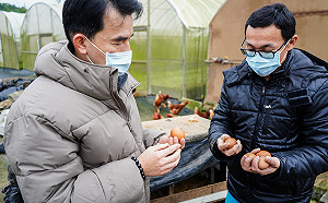 新北林口有機村小農自然放養雞隻 維持產能提供優質雞蛋 