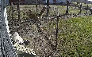 天降老鷹搶老婆！公雞英勇護妻