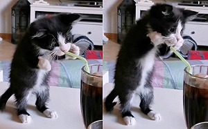 小萌貓初見吸管！伸小白手慌亂狂撈