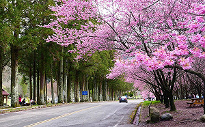 櫻花盛開「10年來最早」！武陵農場塞爆回堵5公里