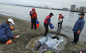 八里海岸驚見活體海豚擱淺 新北動保處半天救援3隻