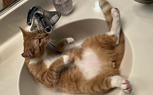 橘貓躺洗臉盆喝水！奴：順便泡澡？
