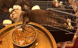 (影)水獺懶人躺狂嗑食物！網：假日的我