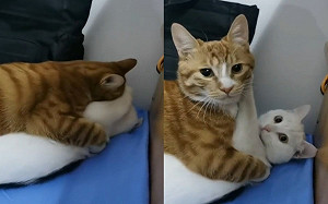貓咪擁吻被抓包！當場定格：看啥？