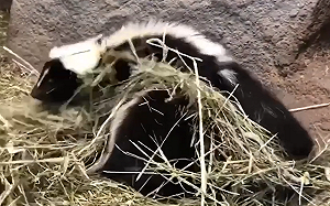 天氣好冷！臭鼬幫好朋友蓋被被