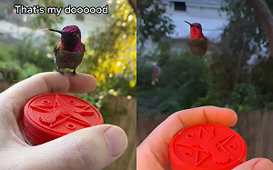 男開窗蜂鳥就來！小腳丫站手上超萌