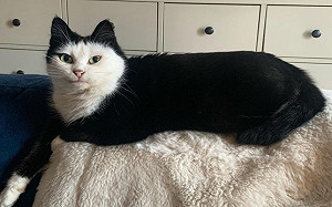 貓咪天生穿黑帽T！網：缺墨水？