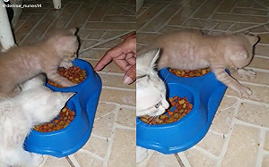 小貓護食打奴才！回頭慘遭同伴打跑