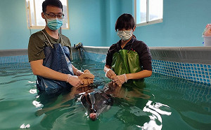 新北救援八里3隻擱淺糙齒海豚 今成功野放大海