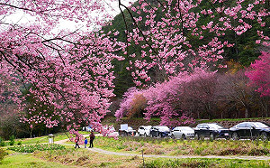欣賞夢幻櫻花海！武陵農場「露營區」12/1上午開放預約