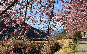 武陵櫻花季登場 台北區監理所籲搭專車賞櫻