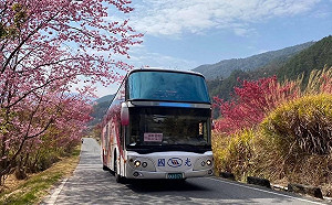 武陵櫻花季2/7登場！「賞櫻專車」3天狂賣2400張