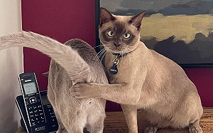 貓幫同伴打碼！狠瞪鏡頭：不可色色