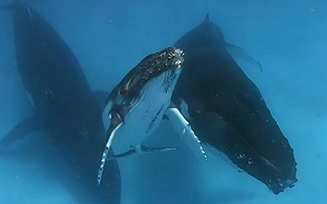 小座頭鯨浮水面呼吸！母親關切伴隨