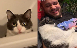 貓咪投懷送抱征服男友！網：超會的