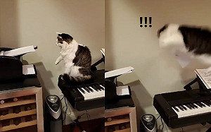 貓咪單挑印表機！狂砸貓拳下場曝光