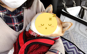 柴柴候診躺媽懷中！睡到露出小白牙