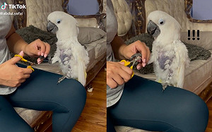 巴丹鸚鵡不剪指甲！調高音階頻鬼叫