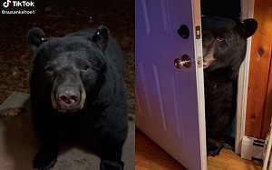 黑熊進屋後咬鎖關門！網：好有禮貌
