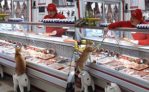 橘貓上門！見老闆喵叫：肉肉來一份