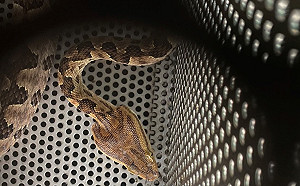 小學辦公室有毒蛇  新北動保處馳援解圍傳授避蛇要訣