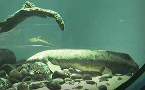 這魚高齡90！見人伸手會靠下巴討摸