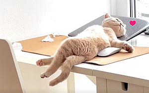 貓咪躺桌子曬日光浴！網笑：太妖嬌