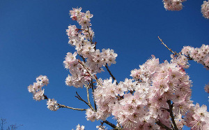 阿里山花季3/10浪漫登場！4大交管措施看這邊