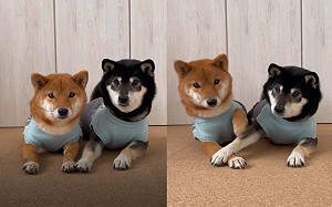 柴犬姐妹愛疊手！互不相讓：來輸贏