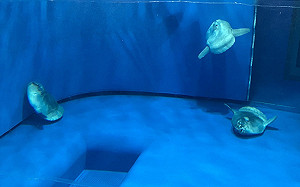 翻車魚難生存？成年竟幾乎沒天敵