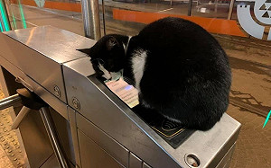 2浪貓偏愛出票口！感應處睡好睡滿