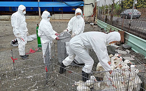 屏東肉鴨場確診H5N2禽流感！防檢局：已撲殺889隻