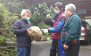 將大蟻窩誤認虎頭蜂窩  新北動保處化解民眾虛驚