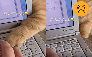 貓咪伸手襲擊鍵盤！眼神兇狠：看我