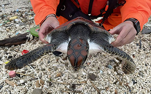 寒流來襲水溫驟降！小海龜失溫擱淺