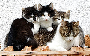 品種貓竟飆天價！網揭隱藏疾病示警