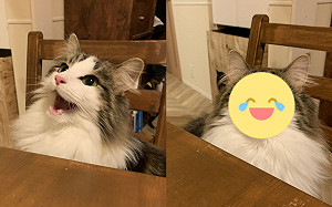 問吃肉泥貓咪開心叫！換字卻秒變臉