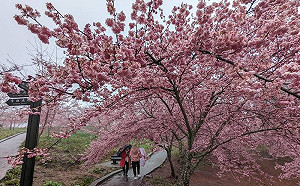 粉紅櫻花大爆炸！福壽山千櫻園挺過寒流一路開到228