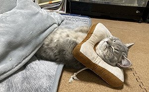 萌貓戴頸枕躺暖桌！網笑：很懂用