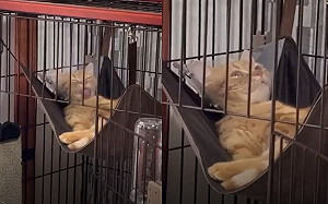 (影)橘貓舔毛突然定格！呆看天空：蛋呢