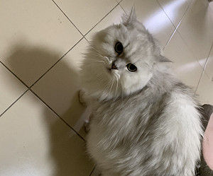 思念亡故飼主而拒食  新北動保處助金吉拉重獲溫暖新家