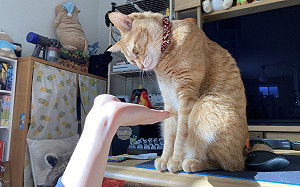 奴才想握手！貓咪反套路疊上手背