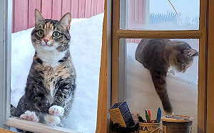 整片白茫茫！突現大眼貓精靈敲窗