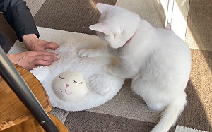 (影)白貓是軟呼呼職人！小萌手踏踏綿羊