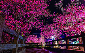 賞櫻不必進深山 台中后里新社太平都可與櫻花浪漫邂逅