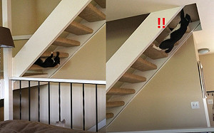 (影)貓咪開外掛爬樓梯！網：極限體能王