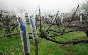 寒流全台農損達6685萬！農委會：芒果、韭菜受損最嚴重