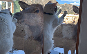 貓貓跟麋鹿成好友！隔窗戶磨頭撒嬌