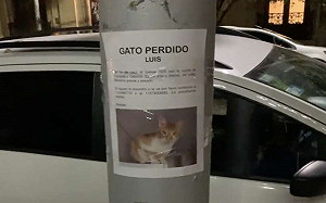 尋貓啟事！她低頭竟見本尊就在下方